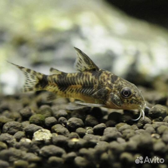 Крапчатый сомик