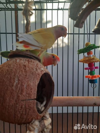 Попугай неразлучники с клеткой