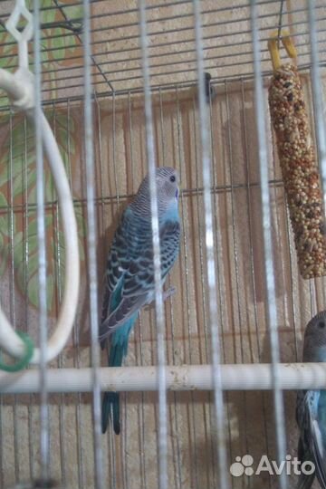 Попугайчик