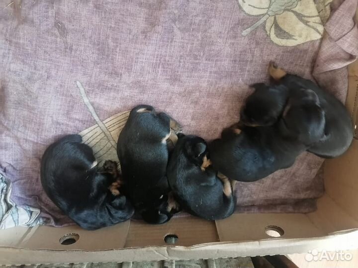 Собаки щенки ягдтерьер