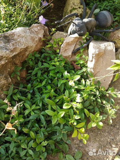 Флокс голубой,колокольчик карпатский