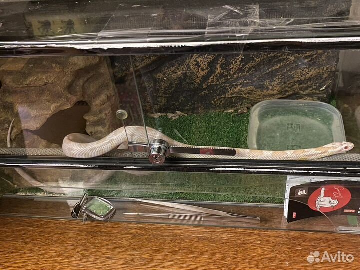 Змея маисовый полоз