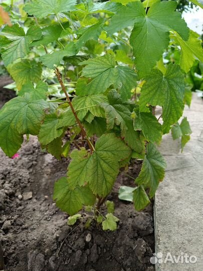 Саженцы черной смородины