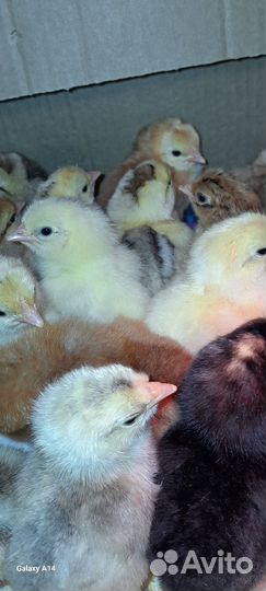 Цыплята деревенские