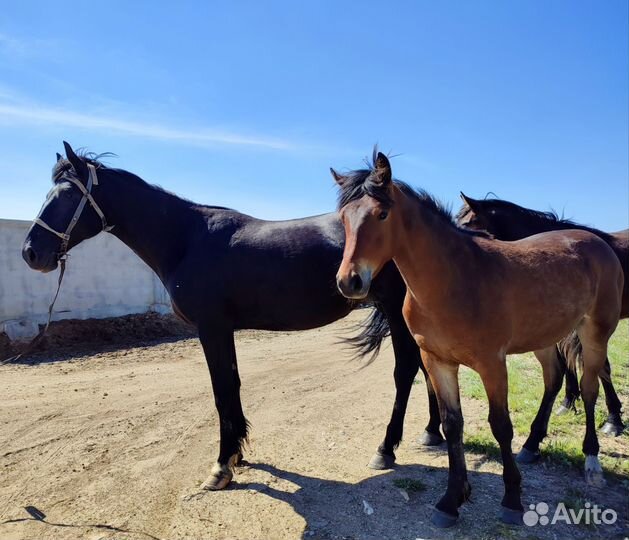 Продам кобылу вместе с жеребëнком