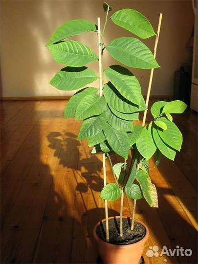 Черимойя аннона, сахарное яблоко свежие косточки