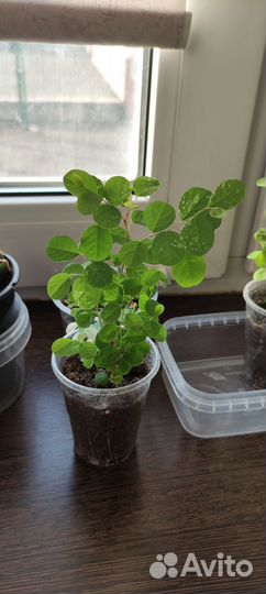 Комнатные цветы