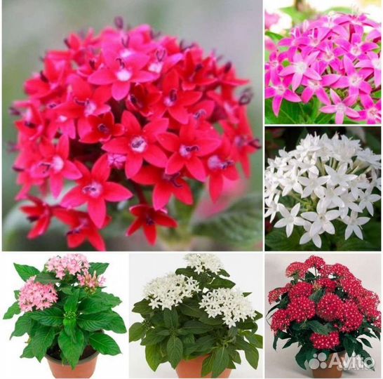 Лантана,Бругмансия,Пентас,Спатодея,Кроссандра