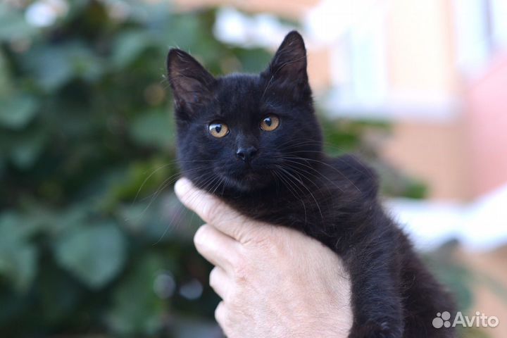 Чудо девочка в доьрые руки