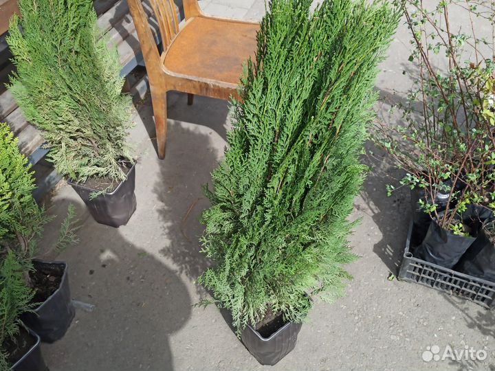 Можжевельник,туя смарагд,туя брабанд