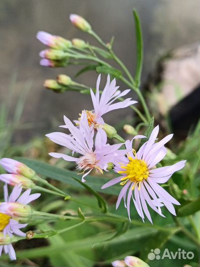 Помощь в посуточной аренде коттеджей