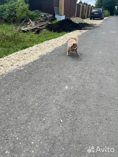 Найдена собака