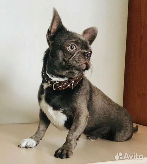 Чихуахуа кобельки вязка