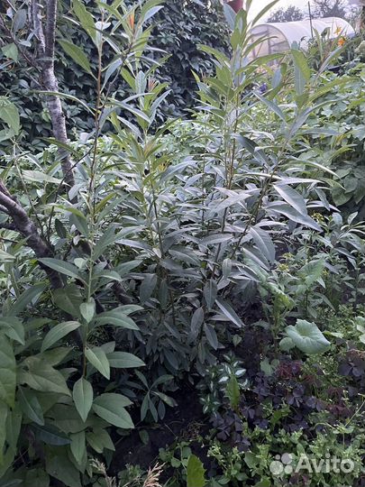 Миндаль куст