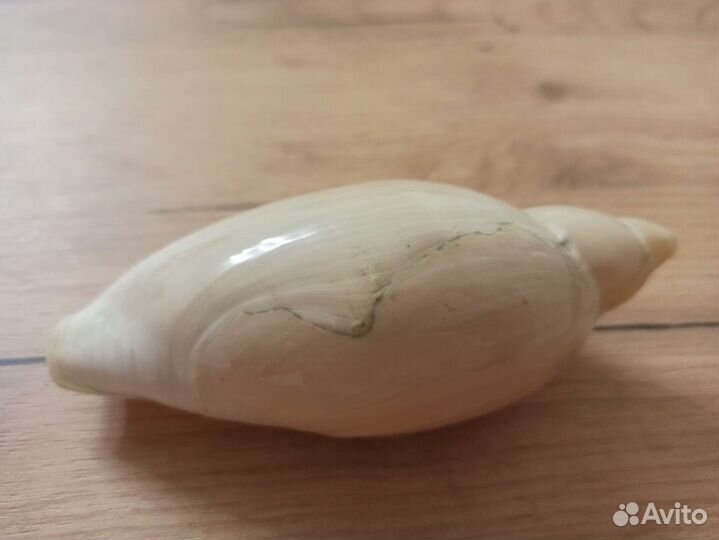 Морская раковина