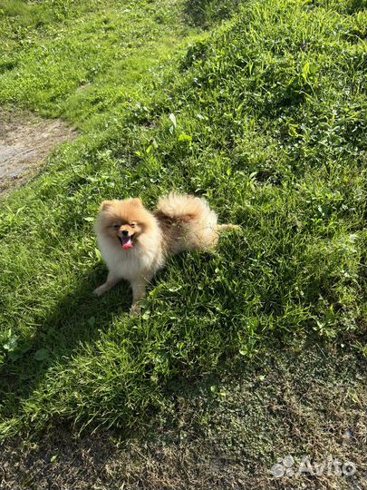 Померанский шпиц девочка