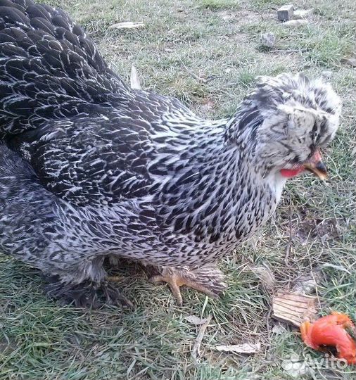 Инкубационное яйцо кур Брама