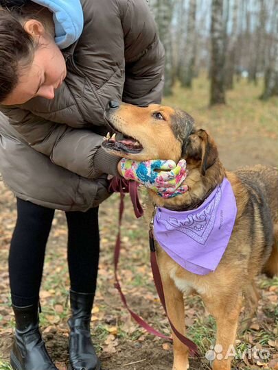 Добрый и спокойный пёс из приюта в дар