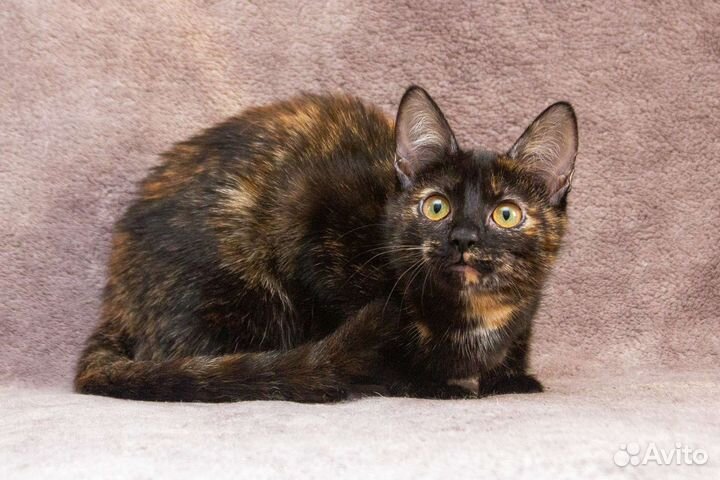 Кошка Зося в добрые руки