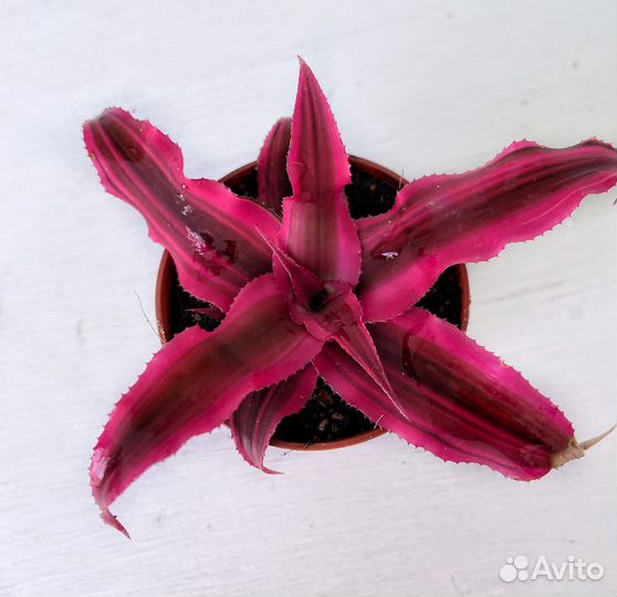 Криптантус