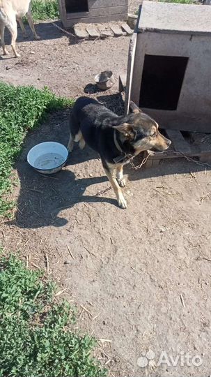 Собачка- мальчик Бубль