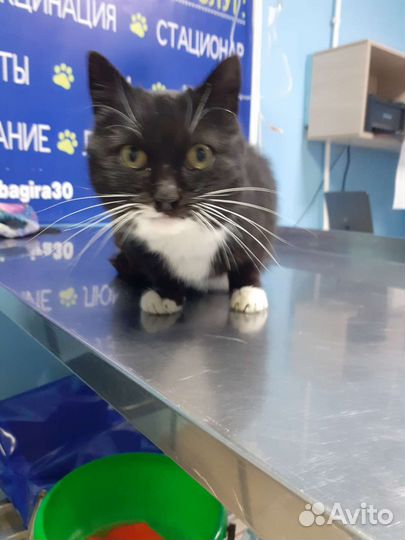 Стерилизованая ласковая красотка