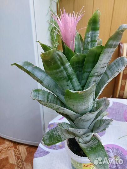 Комнатные растения Эхмея