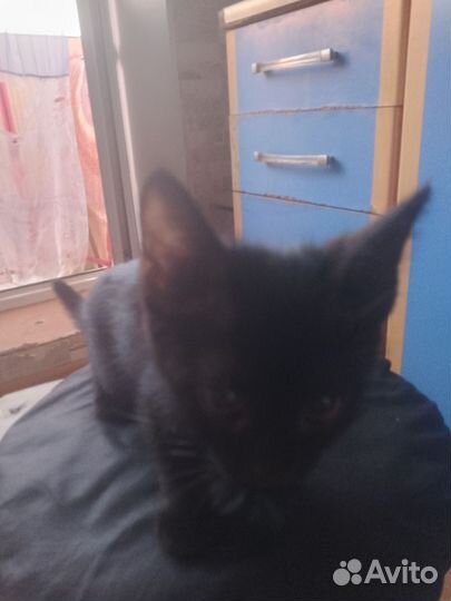 Кошка и кот