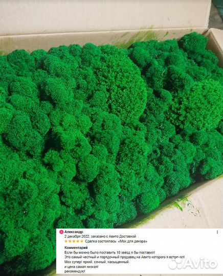 Стабилизированный мох кочки ягель яркий и сочный