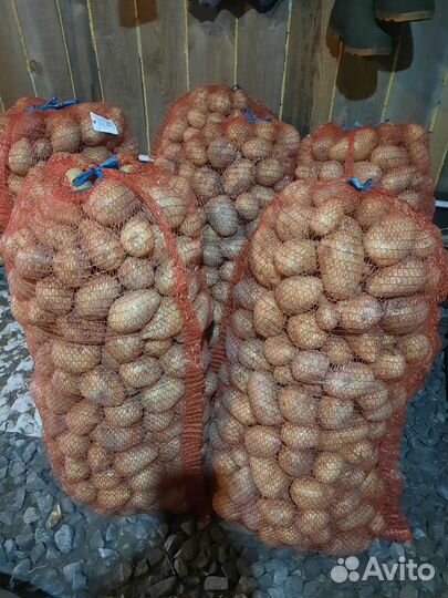 Картофель домашний