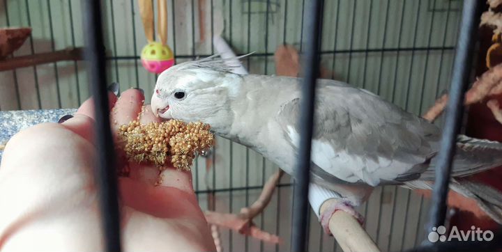 Корелла, птенцы