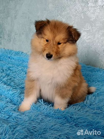 Щенки колли