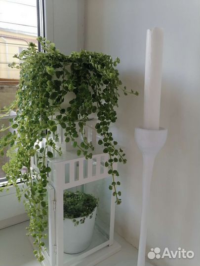 Пилея ампельная 