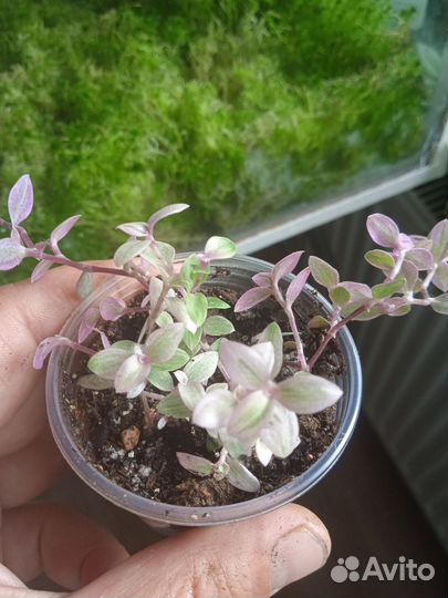 Традесканции сортовые