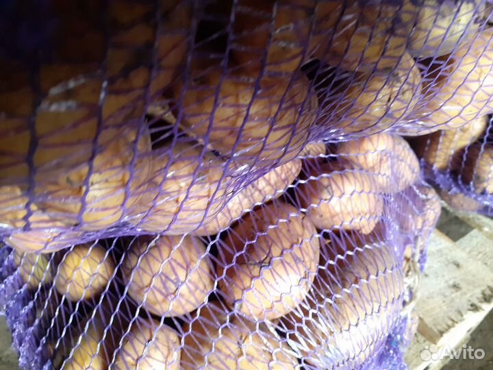 Картофель семенной и на корм, возможна доставка