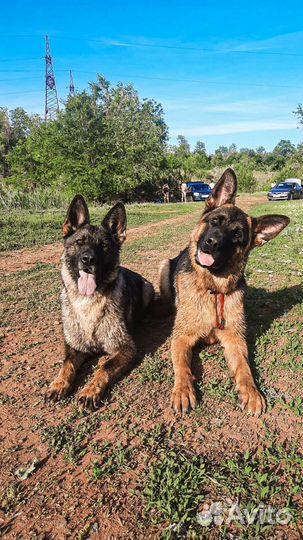 Дрессировка собак