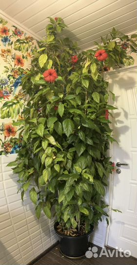 Гибискус китайская роза