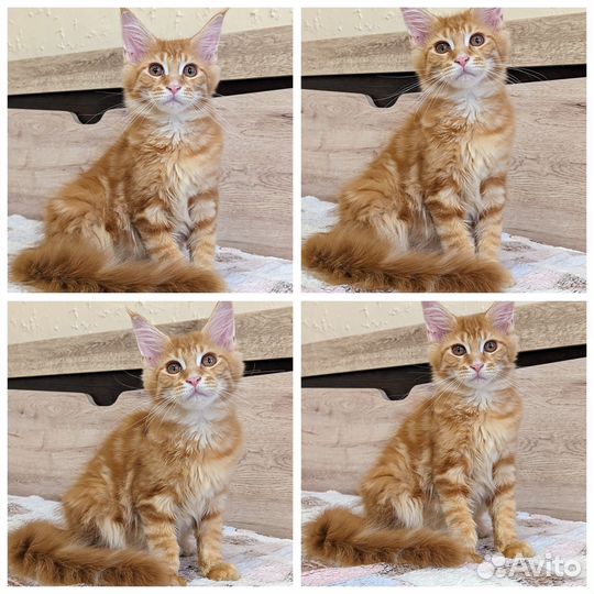 Котята мейн-кун