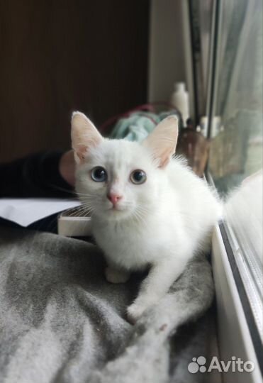 Кот Топаз