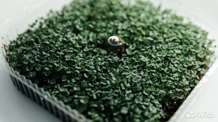 Микрозелень