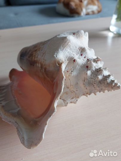 Морские ракушки раковины