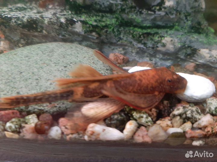 Анциструс вуалевый - леопард LDA 016 (пара)