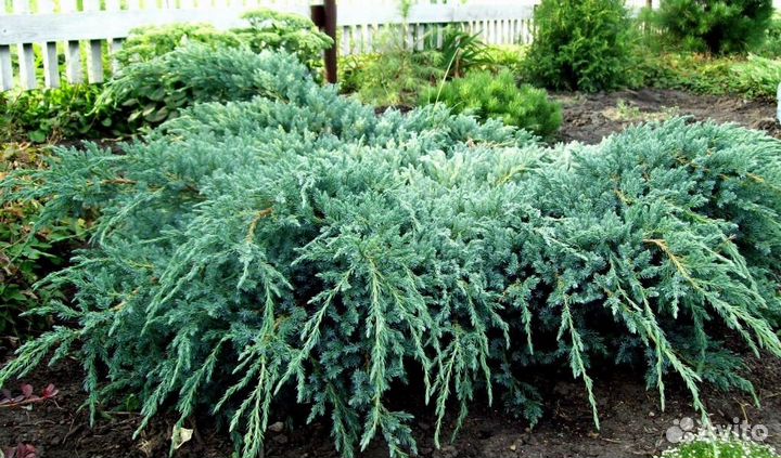 Можжевельник