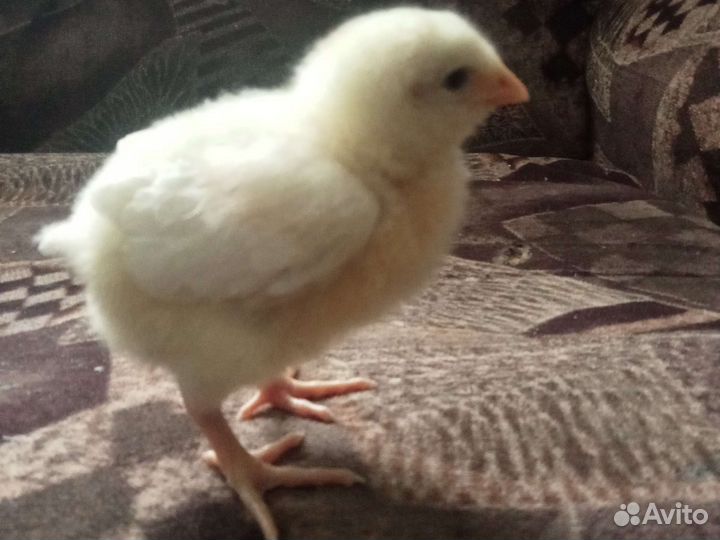 Цеплята и яйца кобб 500