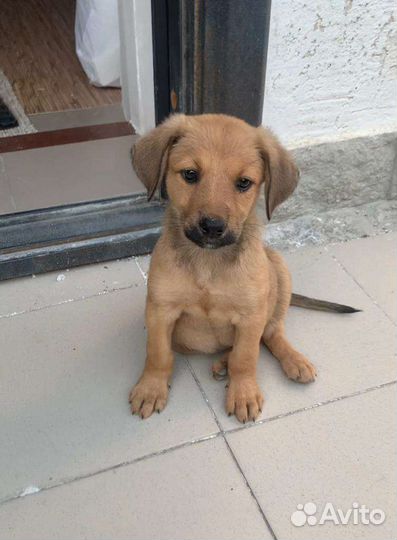 Щенок 3 месяца