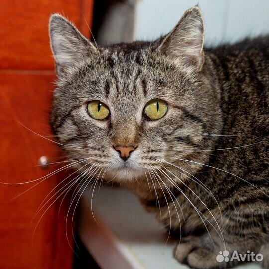 Кот Леопольд ищет дом