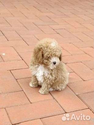 Мальтипу микро