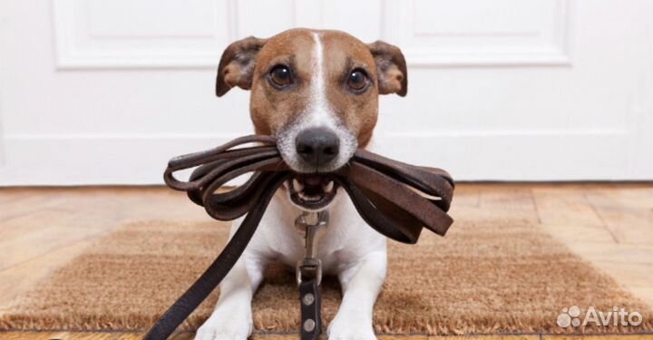 Выгул собак