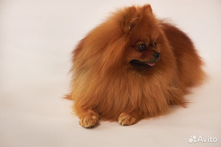 Шпиц на фотоссесию