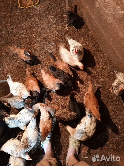 Куры молодки несушки